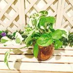 1.ポトス・エンジョイ(POTHOS N'JOY) ガラスボール付き♡