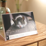 〈値下げ〉 2017 猫写真カレンダー 