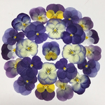 天然押し花素材  62