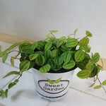 人気のペペロミア　アングラータ　観葉植物