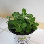 ミントの香りアロマティカス☆観葉植物
