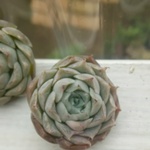 エアーマジック⭐️メキシコヒアリナ⭐️エケべリア⭐️多肉植物
