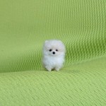 ポメラニアン クリーム パピー羊毛フェルト