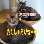送料無料、おまけつき。誕生日セール