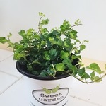 珍しいプミラムーンライト☆観葉植物
