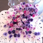 限定mixかすみ草ドライフラワー
