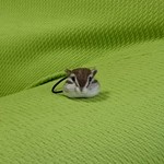 シマリス ヘアゴム 羊毛フェルト
