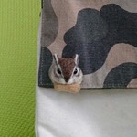 ちびちびシマリス ピンブローチ 羊毛フェルト