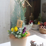 Xmas用☆ツリー  コルムナリス