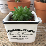 多肉植物  ハオルチア  玉緑