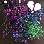 残り2番のみ♡蕾付きかすみ草ドライフラワー