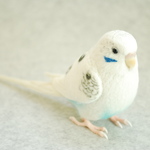 セキセイインコ　レセッシブパイド　1611161