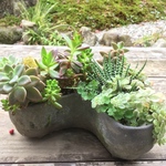 多肉寄せ植え