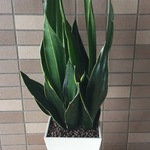 【送料無料】お部屋の空気を浄化するサンスベリア（現品）