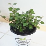 ワイヤープランツ☆観葉植物