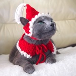 【再販1】猫用 帽子&ケープ クリスマスセット