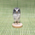 【hukuhina様専用】ナンベイヒナフクロウのナンベイさん