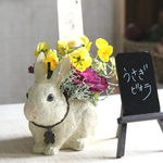 うさぎビオラ