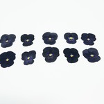 ブラックビオラの押し花(１５輪セット)＋予備花        