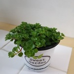丸葉万年草☆観葉植物