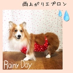 コーギー(♀)　雨上がりエプロン＊星RED　女の子