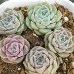 エアーマジック⭐️メキシコヒアリナhyb⭐️エケべリア⭐️多肉植物⭐️植物