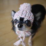 犬猫用パステルポンポンニット帽【ピンク】
