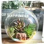 ガラステラリウム✴手間要らず多肉植物ゾウ🐘