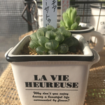 多肉植物 ハオルチア オブツーサ トゥルンカータ