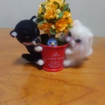 ＊teddy bear  様　オーダー商品　柴犬くん＆ねこちゃん＊