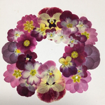 天然押し花素材  76