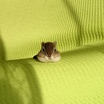 シマリス ヘアゴム 羊毛フェルト