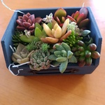 多肉植物寄せ植えセット🌱woodボックス　キットです