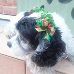 ワンコイン♥LUANA♥ワンコのX'masお耳リボン Green     