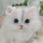 チンチラ猫ちゃん