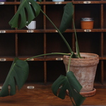 モンステラ鉢植え
