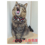 トランプ柄襟付き猫ちゃんの首輪