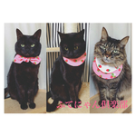  いちご柄リボン付き猫ちゃんの首輪➕スタイ