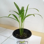 アレカヤシ☆観葉植物