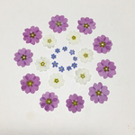 天然押し花素材  80