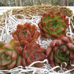パクさん苗⭐️ヤマシタ⭐️エケベリア⭐️花歌農場⭐️多肉植物⭐️韓国苗