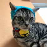 再再販！猫用帽子 鈴付き