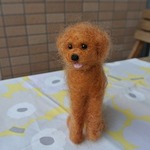 羊毛トイプーちゃん