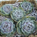スノーバニー⭐️エケベリア⭐️多肉植物⭐️韓国苗⭐️植物