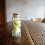 植物標本　Botaical Collection■No.1　ヘリクリサム　グリーン