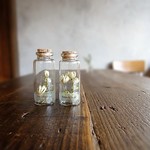 植物標本　Botaical Collection■No.48　アストランチャー　マヨール
