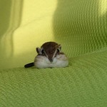 シマリス ヘアゴム 羊毛フェルト