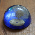 購買部183：星の種　fig.1　６