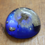 購買部183：星の種　fig.1　８