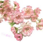 八重桜の落ち輪
